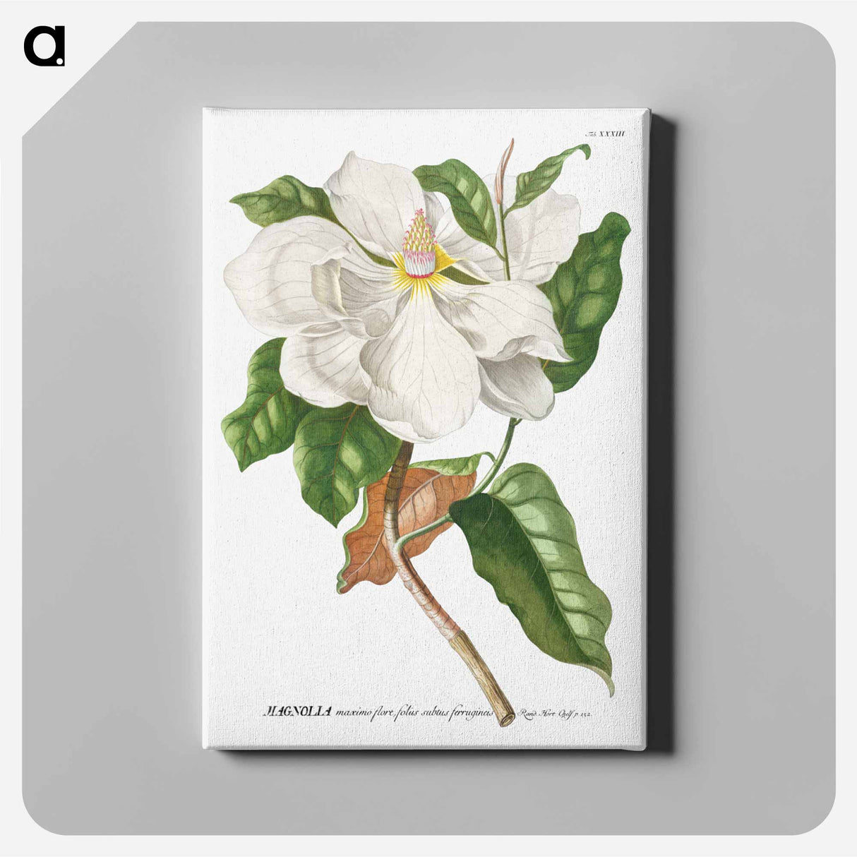 アートパネル-Magnolia
 - クリーブランド美術館 Canvas.