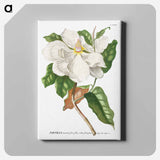 アートパネル-Magnolia
 - クリーブランド美術館 Canvas.