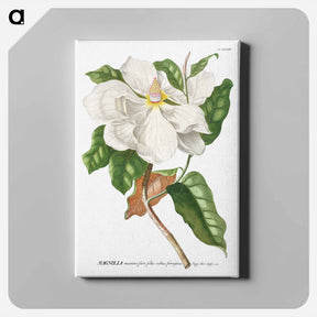 アートパネル-Magnolia
 - クリーブランド美術館 Canvas.