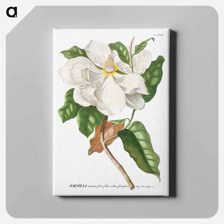アートパネル-Magnolia
 - クリーブランド美術館 Canvas.