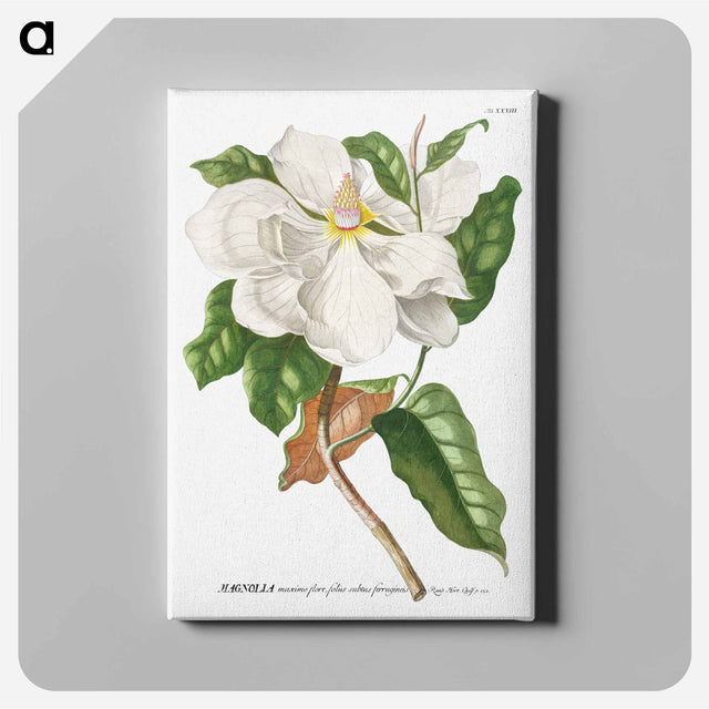 アートパネル-Magnolia
 - クリーブランド美術館 Canvas.