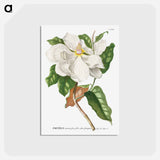 アートポストカード-Magnolia
 - クリーブランド美術館 Postcard.