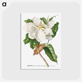 アートポストカード-Magnolia
 - クリーブランド美術館 Postcard.