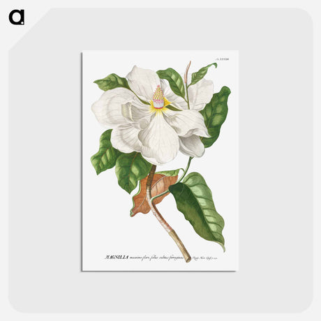 アートポストカード-Magnolia
 - クリーブランド美術館 Postcard.