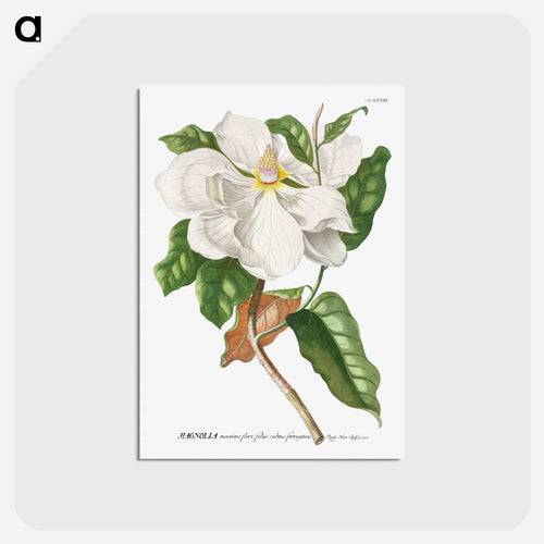 Magnolia
 - クリーブランド美術館 Postcard.