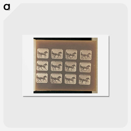 アートポストカード-Trotting
 - エドワード マイブリッジ Postcard.