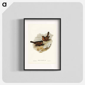アートポスター-Vinous-tinted Blackbird
 - ジョン グールド Poster.