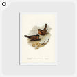 アートポストカード-Vinous-tinted Blackbird
 - ジョン グールド Postcard.