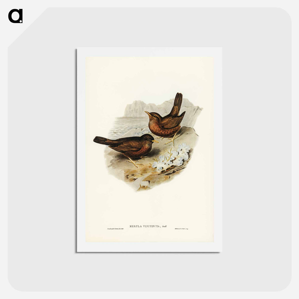 アートポストカード-Vinous-tinted Blackbird
 - ジョン グールド Postcard.
