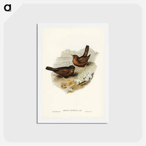 アートポストカード-Vinous-tinted Blackbird
 - ジョン グールド Postcard.
