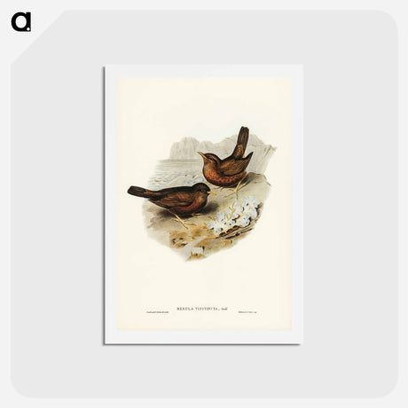 アートポストカード-Vinous-tinted Blackbird
 - ジョン グールド Postcard.