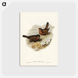 アートポストカード-Vinous-tinted Blackbird
 - ジョン グールド Postcard.
