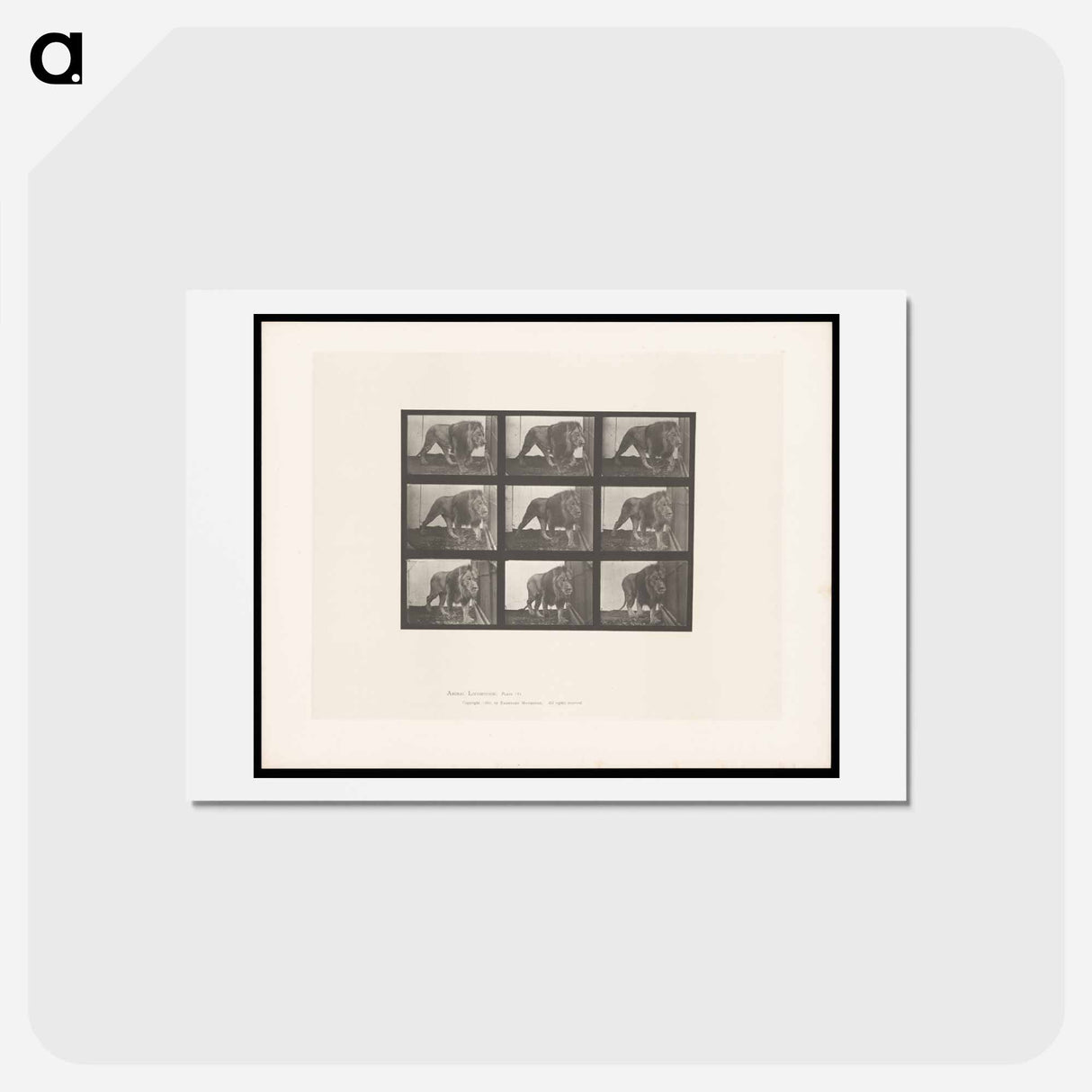 アートポストカード-Prowling Lion
 - エドワード マイブリッジ Postcard.