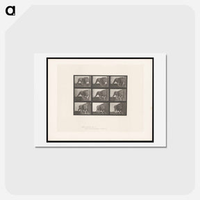 アートポストカード-Prowling Lion
 - エドワード マイブリッジ Postcard.
