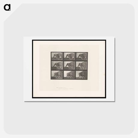 アートポストカード-Prowling Lion
 - エドワード マイブリッジ Postcard.