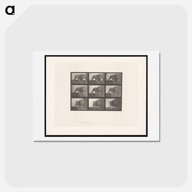 アートポストカード-Prowling Lion
 - エドワード マイブリッジ Postcard.