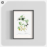 Olive (Olea Europæa) - ピエール ジョゼフ ルドゥーテ Poster.