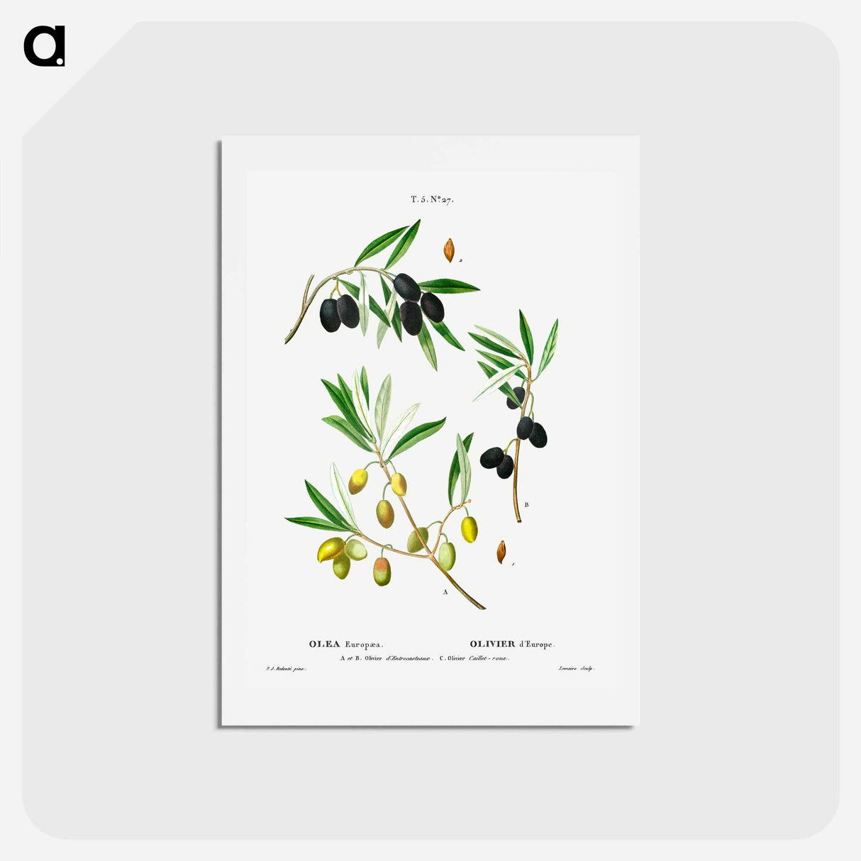 アートポストカード-Olive (Olea Europæa) - ピエール ジョゼフ ルドゥーテ Postcard.