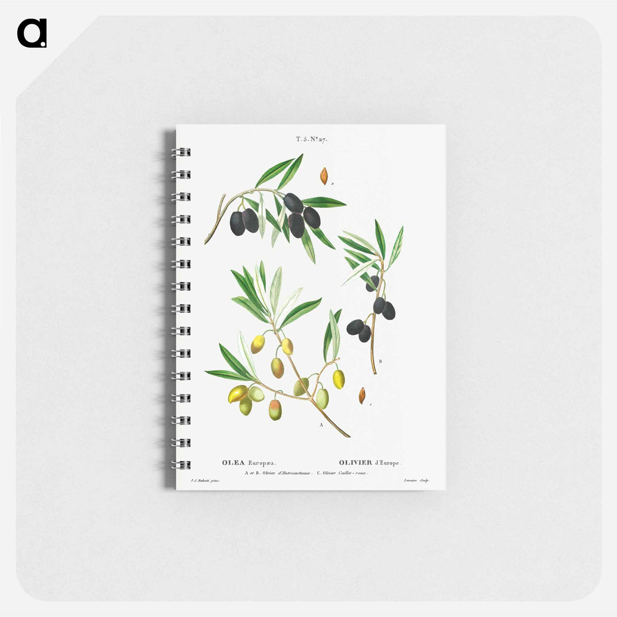 Olive (Olea Europæa) - ピエール ジョゼフ ルドゥーテ Memo.
