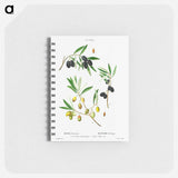Olive (Olea Europæa) - ピエール ジョゼフ ルドゥーテ Memo.