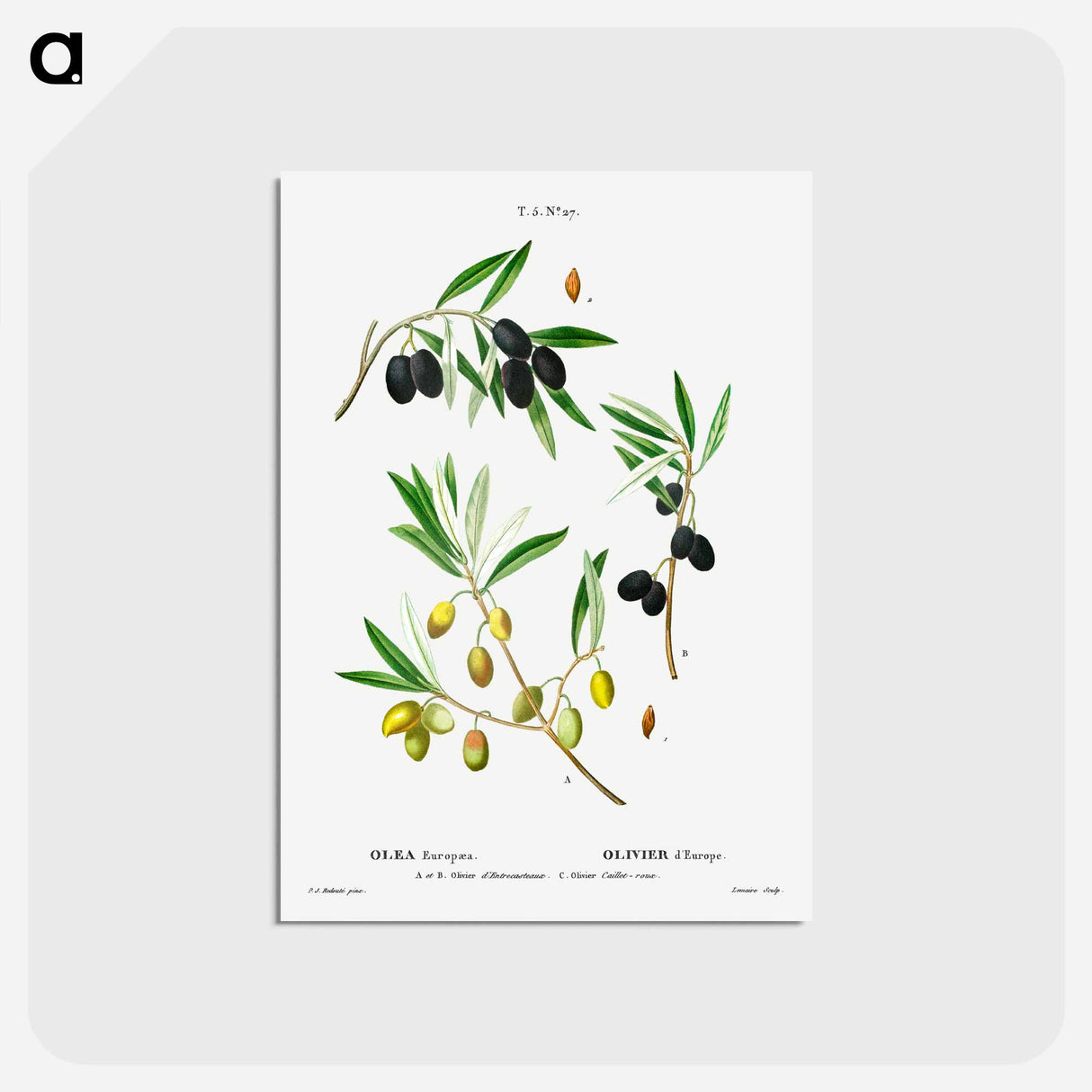 アートポストカード-Olive (Olea Europæa) - ピエール ジョゼフ ルドゥーテ Postcard.