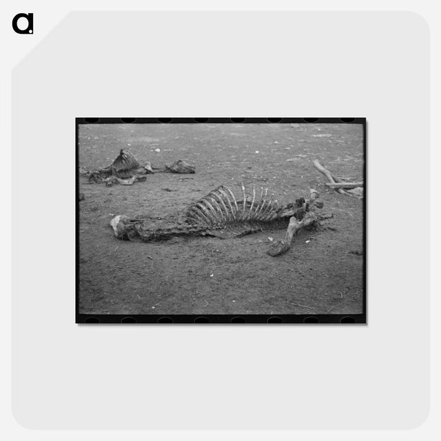 アートポストカード-Head of Horse
 - ラッセル リー Postcard.