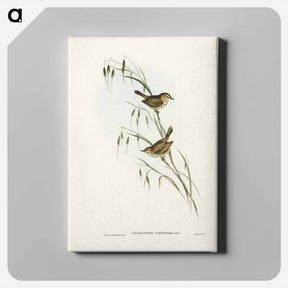 アートパネル-Field Reed Lark
 - ジョン グールド Canvas.