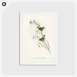 アートポストカード-Field Reed Lark
 - ジョン グールド Postcard.