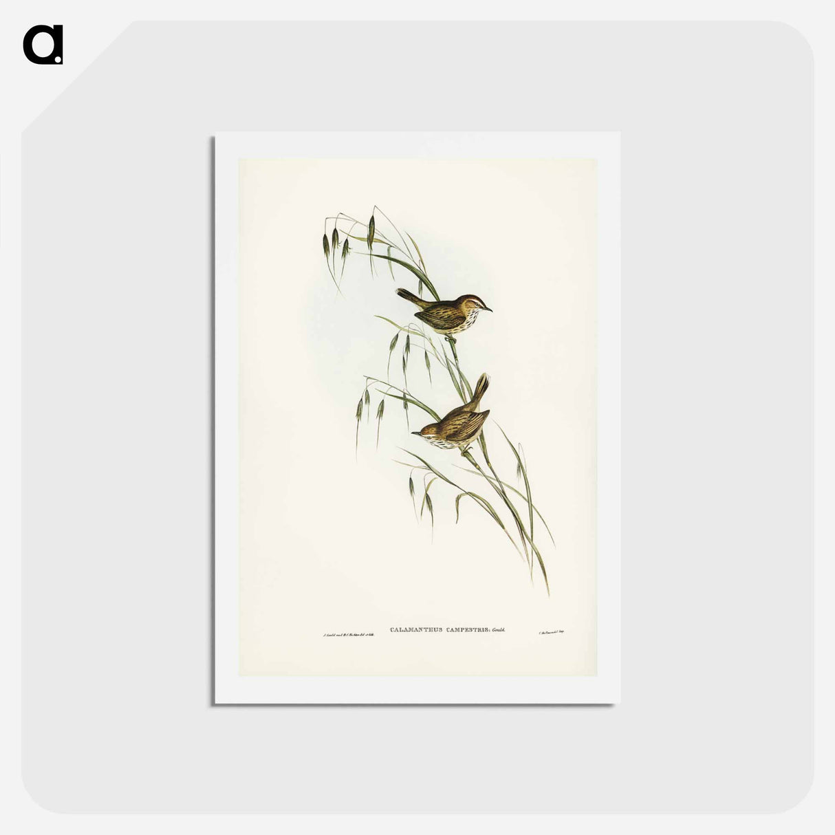 アートポストカード-Field Reed Lark
 - ジョン グールド Postcard.