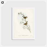 アートポストカード-Field Reed Lark
 - ジョン グールド Postcard.