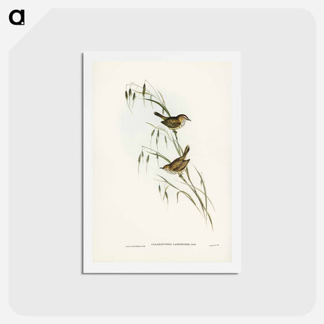 アートポストカード-Field Reed Lark
 - ジョン グールド Postcard.