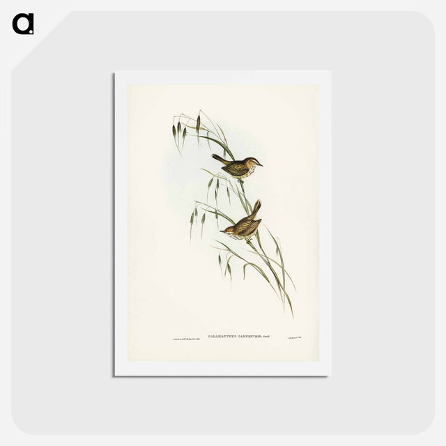 アートポストカード-Field Reed Lark
 - ジョン グールド Postcard.