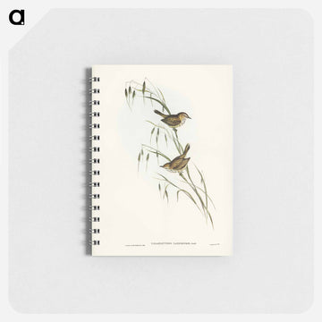 Field Reed Lark
 - ジョン グールド Memo.