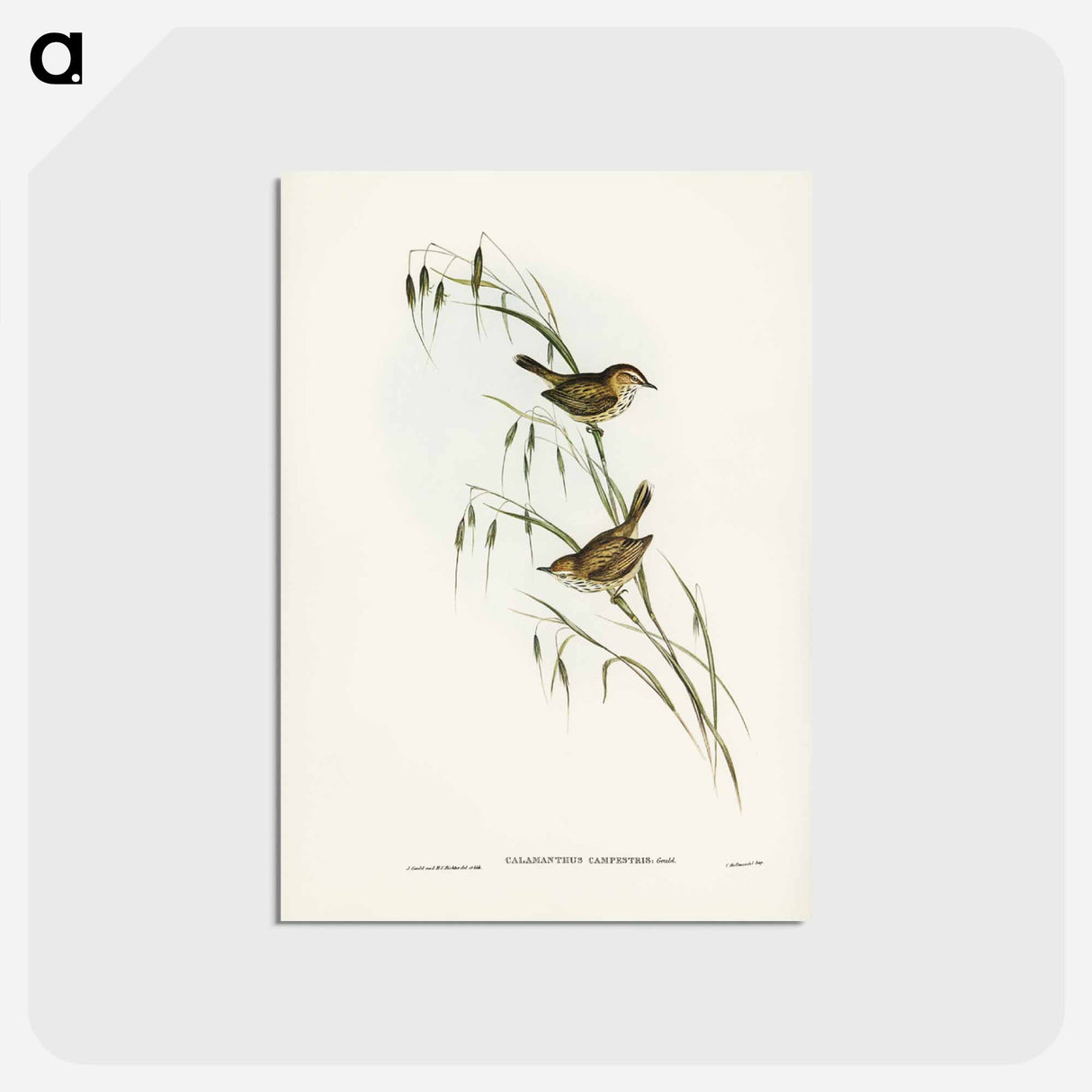 アートポストカード-Field Reed Lark
 - ジョン グールド Postcard.