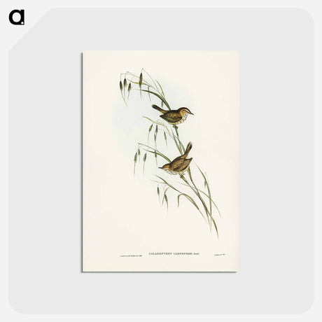 アートポストカード-Field Reed Lark
 - ジョン グールド Postcard.