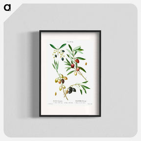 アートポスター-Olive (Olea Europæa) - ピエール ジョゼフ ルドゥーテ Poster.