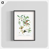 Olive (Olea Europæa) - ピエール ジョゼフ ルドゥーテ Poster.