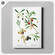 アートパネル-Olive (Olea Europæa) - ピエール ジョゼフ ルドゥーテ Canvas.