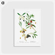 アートポストカード-Olive (Olea Europæa) - ピエール ジョゼフ ルドゥーテ Postcard.