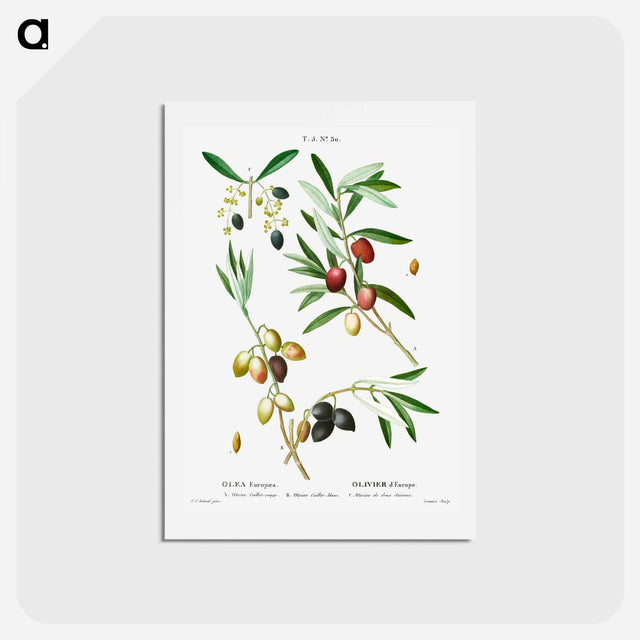 アートポストカード-Olive (Olea Europæa) - ピエール ジョゼフ ルドゥーテ Postcard.