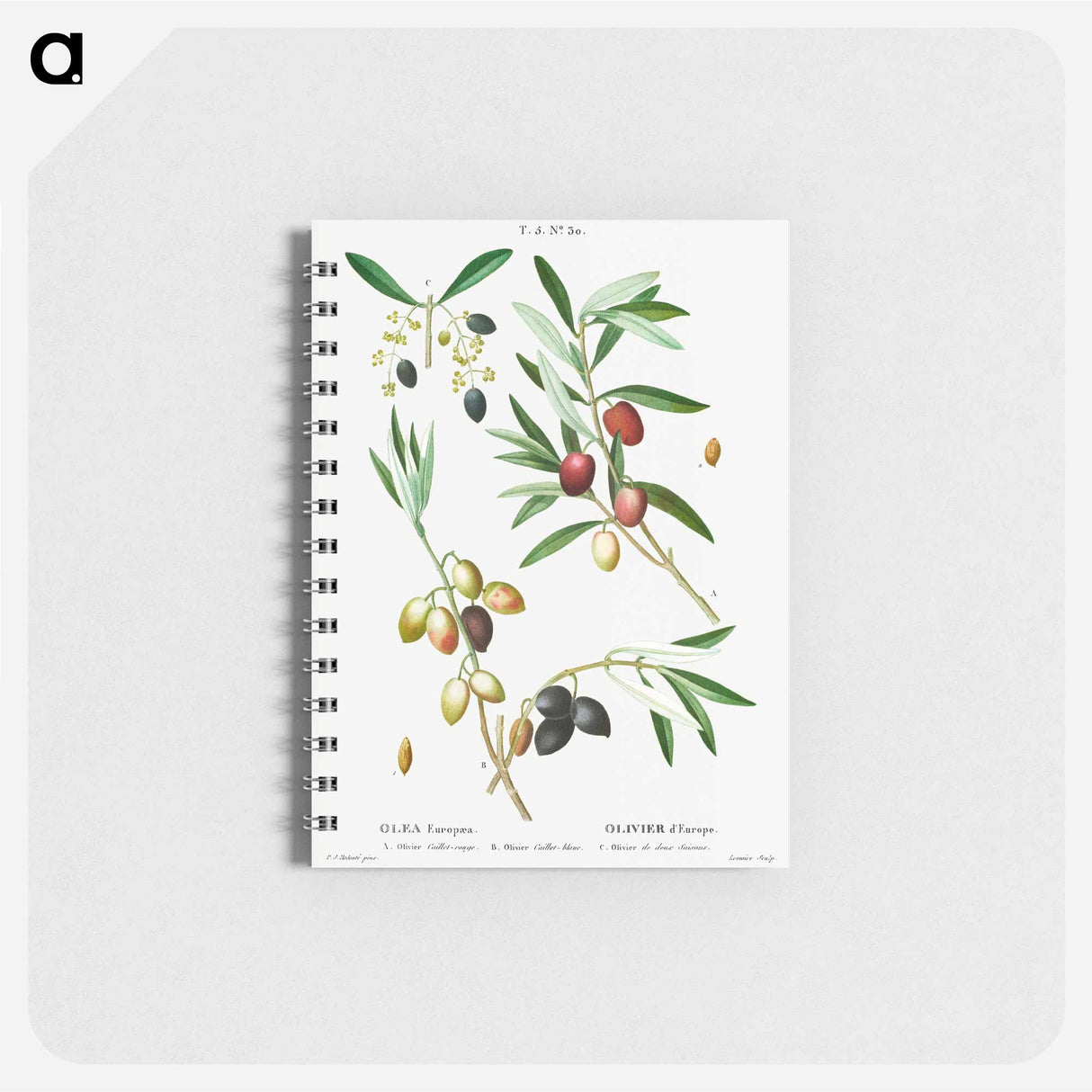 Olive (Olea Europæa) - ピエール ジョゼフ ルドゥーテ Memo.