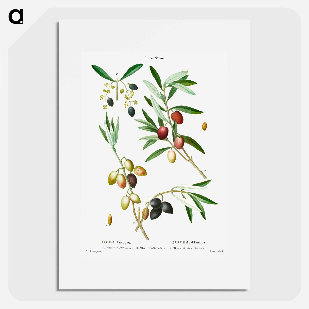 Olive (Olea Europæa) - ピエール ジョゼフ ルドゥーテ Poster.