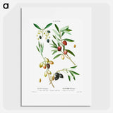 Olive (Olea Europæa) - ピエール ジョゼフ ルドゥーテ Poster.