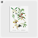 アートポストカード-Olive (Olea Europæa) - ピエール ジョゼフ ルドゥーテ Postcard.