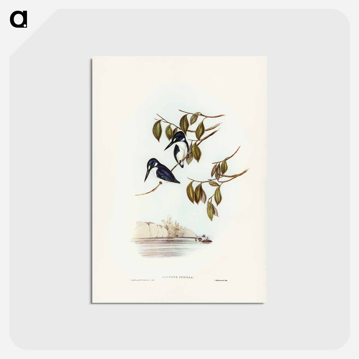 アートポストカード-Little Kingfisher
 - ジョン グールド Postcard.