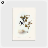 アートポストカード-Little Kingfisher
 - ジョン グールド Postcard.