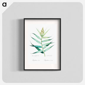アートポスター-Bush cane illustration - ピエール ジョゼフ ルドゥーテ Poster.