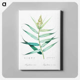 アートパネル-Bush cane illustration - ピエール ジョゼフ ルドゥーテ Canvas.