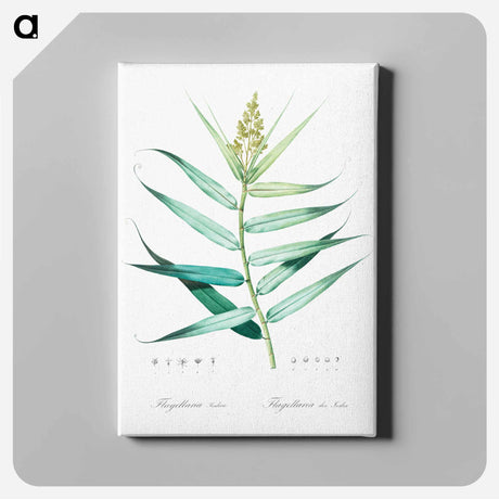 アートパネル-Bush cane illustration - ピエール ジョゼフ ルドゥーテ Canvas.