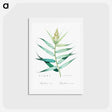 アートポストカード-Bush cane illustration - ピエール ジョゼフ ルドゥーテ Postcard.